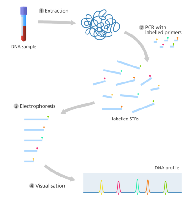 essay on dna profiling