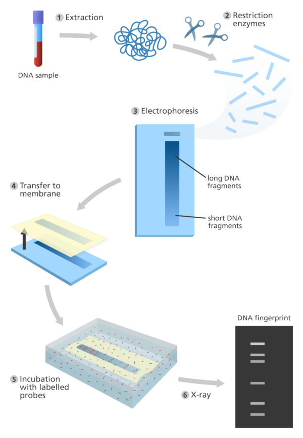 research work on dna profiling