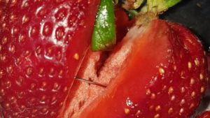 strawberry needle contamination