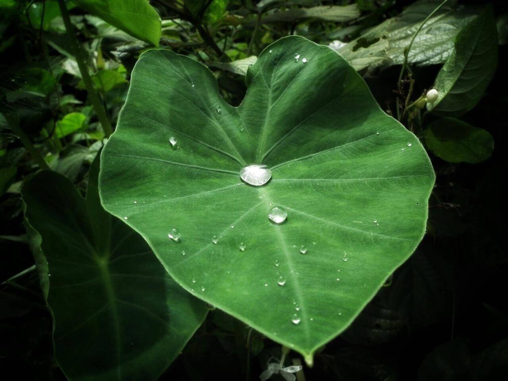 colocasia leaves